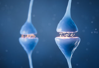 Mind Lab Pro® Studies Explained: Information Processing. featured image