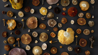 Mushrooms as Medicine