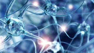 Best natural herbs for nerve regeneration.