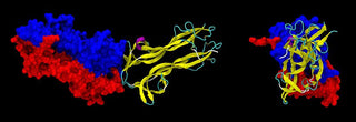 nootropics for BDNF brain derived neurotrophic factor