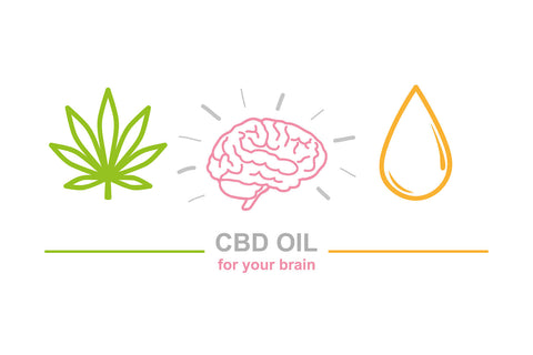 CBD as a Nootropic - What Does CBD Do To Your Brain? What are the Effects?