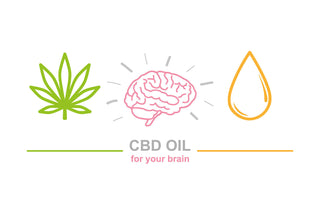 CBD as a Nootropic - What Does CBD Do To Your Brain? What are the Effects? featured image