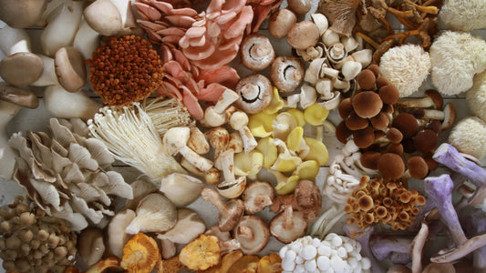 The Best Functional Mushroom by Far: Benefits and Uses You Should Know