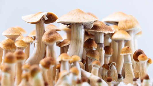 How Long do Psychedelic Mushrooms Stay in Your System? Essential Facts