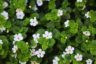 Bacopa Monnieri featured image