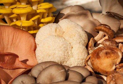 Best Mushroom Nootropics for Sharp Cognitive Performance. A montage of nootropic mushrooms.