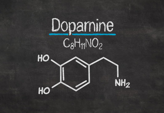 Does Citicoline Increase Dopamine?