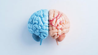 Best Nootropics and Supplements for Brain Injury Recovery