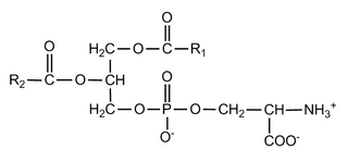 Phosphatidylserine (PS) featured image
