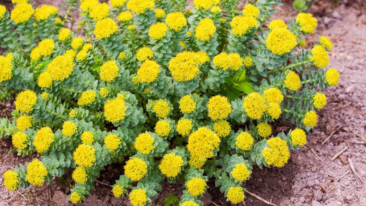Rhodiola for Adrenal Fatigue. Rhodiola plant in full bloom, showing yellow flowers.