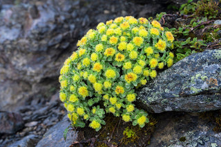 Rhodiola rosea as a nootropic. Rhodiola plant shown growing in challenging mountain environment. 