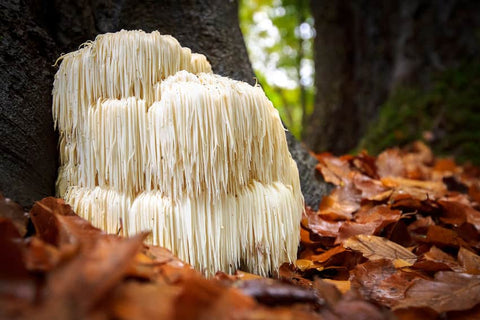Lion's mane dosage. How much? Lion's mane mushroom grows on a tree base.