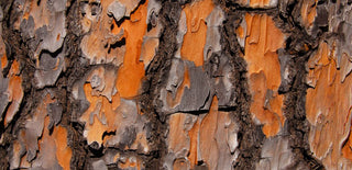 Maritime Pine Bark Extract