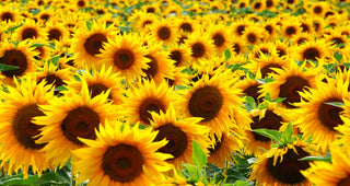 Phosphatidylserine (PS) vs. Phosphatidylserine Complex (PAS) featured image