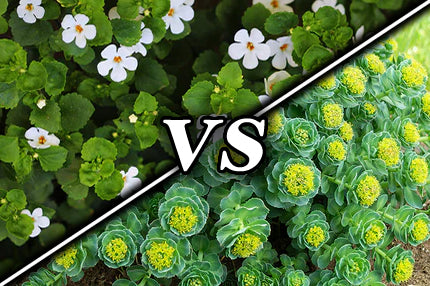 Bacopa Monnieri vs. Rhodiola Rosea - Stackable Nootropic Adaptogens Compared
