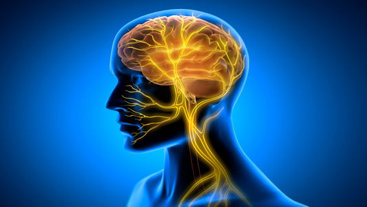 Best Foods for Vagus Nerve Health and Gut‑Brain Support
