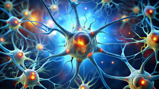 The Best Nerve Growth Factor Supplement. Illustration of neurons connecting.