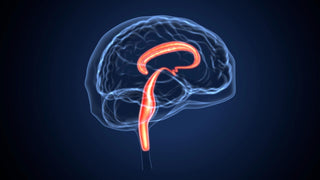 Best Vagus Nerve Supplements