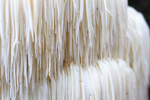 Can You Take Lion’s Mane Before Bed?
