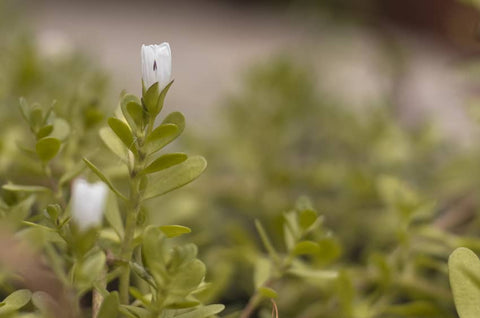 Is Bacopa Monnieri Safe?