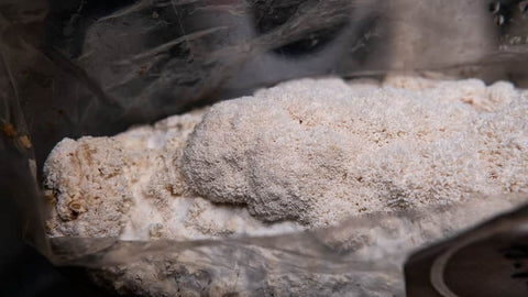 Does Lion’s Mane Mushroom Make You Sleepy?