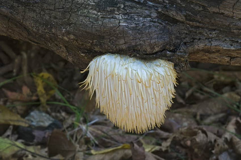 Lions mane mushroom addiction