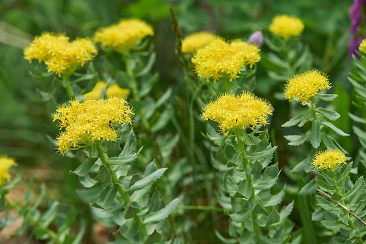 How Long Does It Take Rhodiola Rosea to Work?
