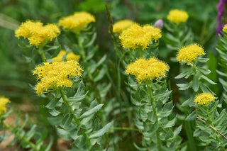 How Long Does It Take Rhodiola Rosea to Work?