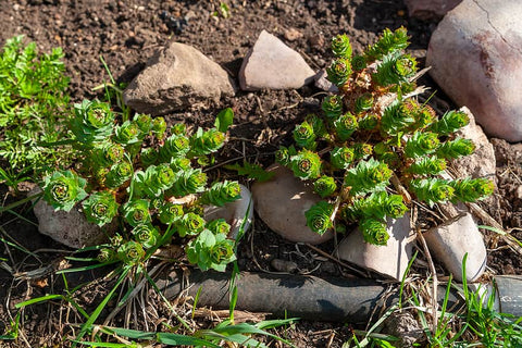 Does Rhodiola Rosea Help with Weight Loss?