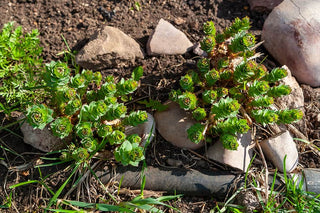 Does Rhodiola Rosea Help with Weight Loss? featured image