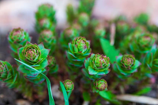 How Long Does Rhodiola Rosea Stay in Your System?