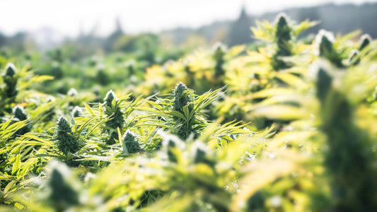 CBDA (Cannabidiolic Acid): Benefits, Uses, and How It Differs From CBD