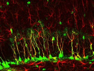 How to Grow Brain Cells with Nootropics for Neurogenesis featured image