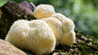 Lion’s Mane ADHD Potential: Can This Mushroom Help Sharpen Attention? featured image