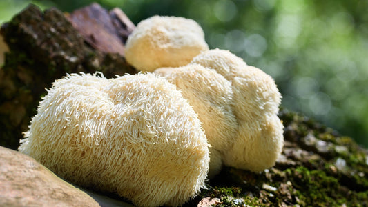 Lion’s Mane ADHD Potential: Can This Mushroom Help Sharpen Attention?