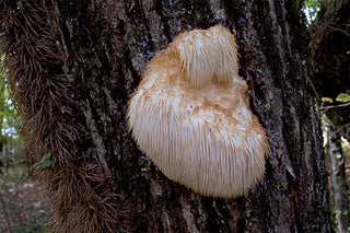 lions mane mushroom habitat