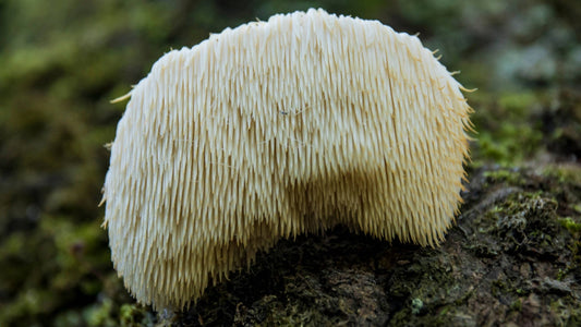 Lion's Mane Raw: Mushroom Dosage, Benefits & Buying Tips