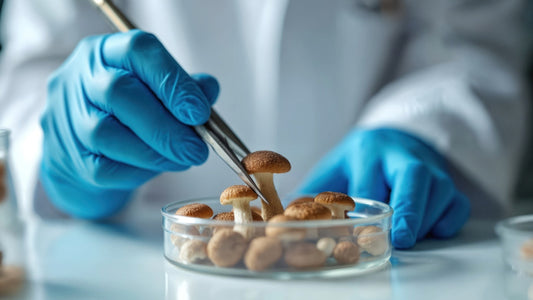 Mushrooms Alzheimers