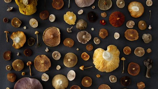 Mushrooms as Medicine