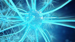 How to Grow Brain Cells and Support Brain Development with Nootropics for Neurogenesis