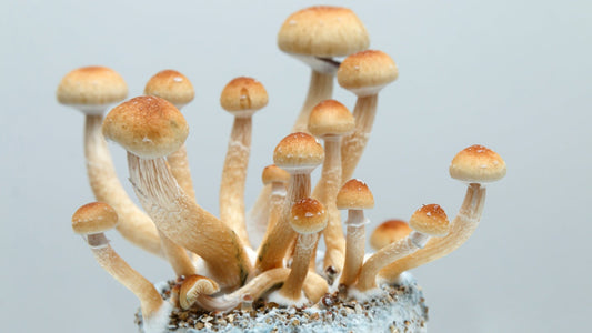 Psilocybin Mushrooms for Depression