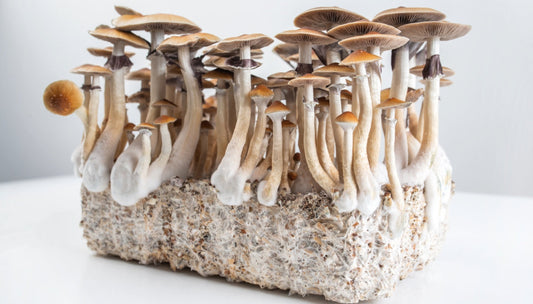 Psychedelic Mushroom Benefits: Beyond Microdosing