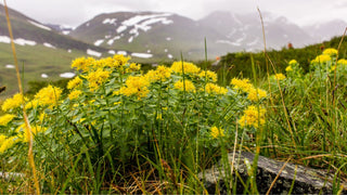 Rhodiola Rosea for ADHD: Can It Help Focus and Mental Fatigue? featured image