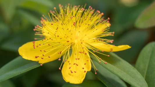 Serotonin Herbs: Natural Mood Support Without the Hype