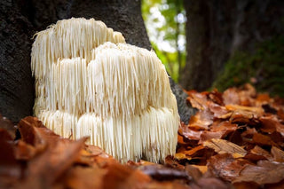 Shaggy lion's mane mushroom growing on the bottom of a tree trunk.
