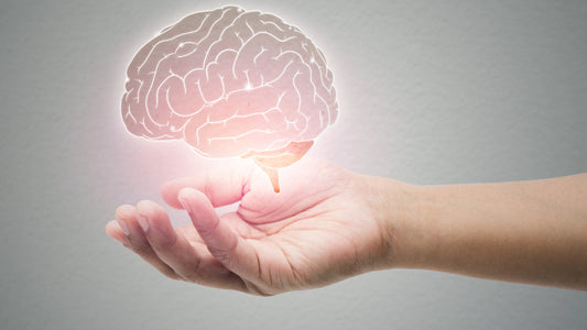 The Best Brain Supplement - Mind Lab Pro Universal Nootropic. An illuminated brain floats over an open palm.